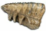 Fossil Southern Mammoth Upper M Molar - Hungary #370393-1
